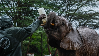 "Jetimorja e elefantëve" Sheldrick në Kenia tërheq vëmendjen