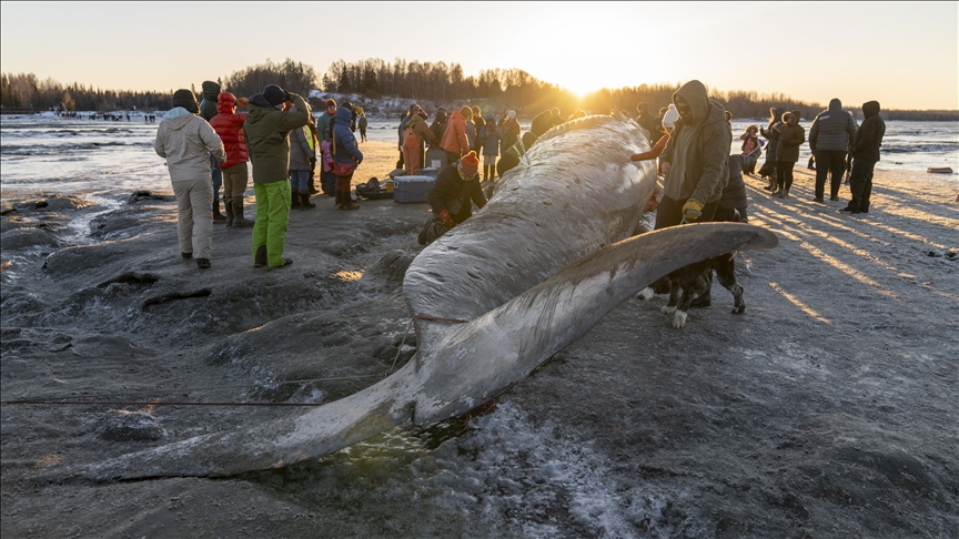 Alaska : Un rorqual commun s'échoue sur le rivage d'Anchorage