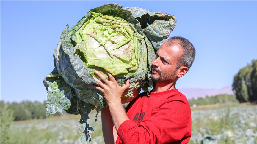 "Erciş lahanası" coğrafi işaret belgesi aldı