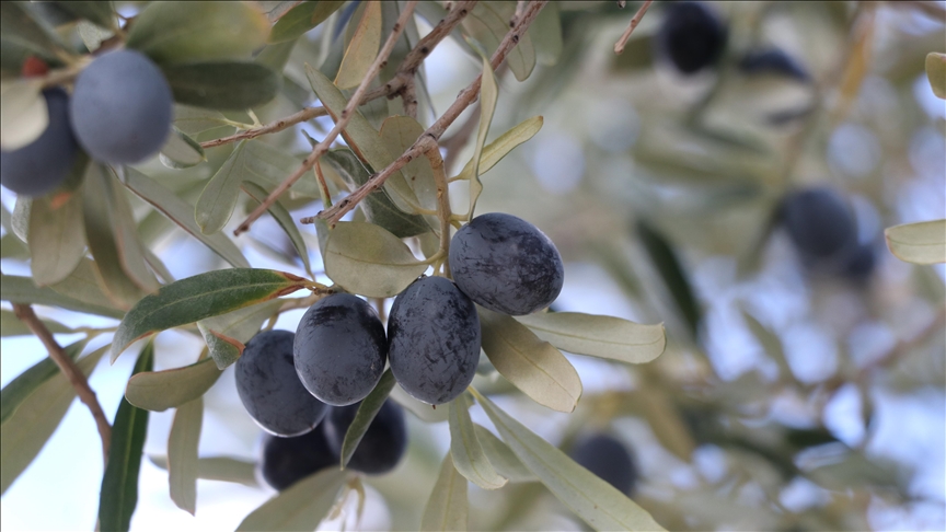 Tekirdağ'da zeytin hasadı sürüyor