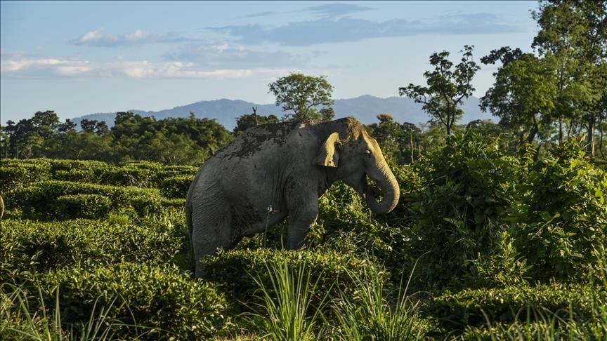 Elephants retreat after night long standoff in northeast Thailand