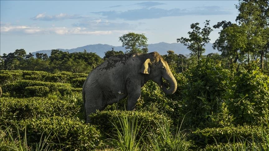 Elephants retreat after night long standoff in northeast Thailand Elephants retreat after night long standoff in northeast Thailand