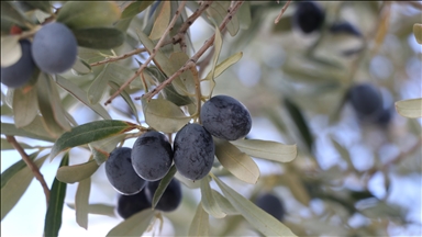 Tekirdağ'da zeytin hasadı sürüyor