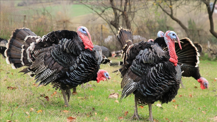 Biden pardons turkeys 'Peach' and 'Blossom' in his final Thanksgiving event