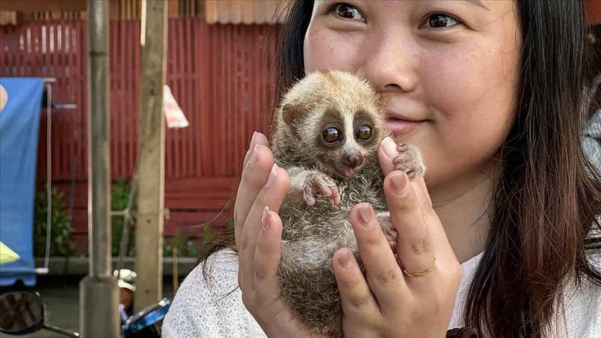 Nesli tükenme tehlikesinde olan "yavaş Loris" Bangkok'ta turistlerden para kazanmak için kullanılıyor