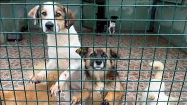 Türkiye : Les chiots du refuge municipal de Trabzon reçoivent la visite de 80 élèves