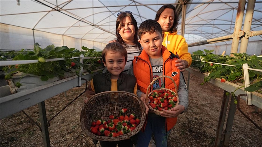 Düzceli aile topraksız serada 4 mevsim çilek yetiştiriyor