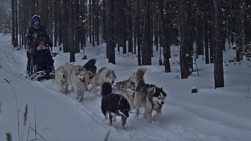 Turistler Sibirya'nın keyfini "husky"lerin çektiği kızaklarla çıkarıyor