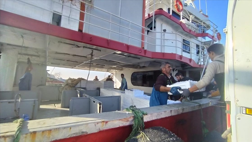 Akçakoca'da hamsi bolluğu
