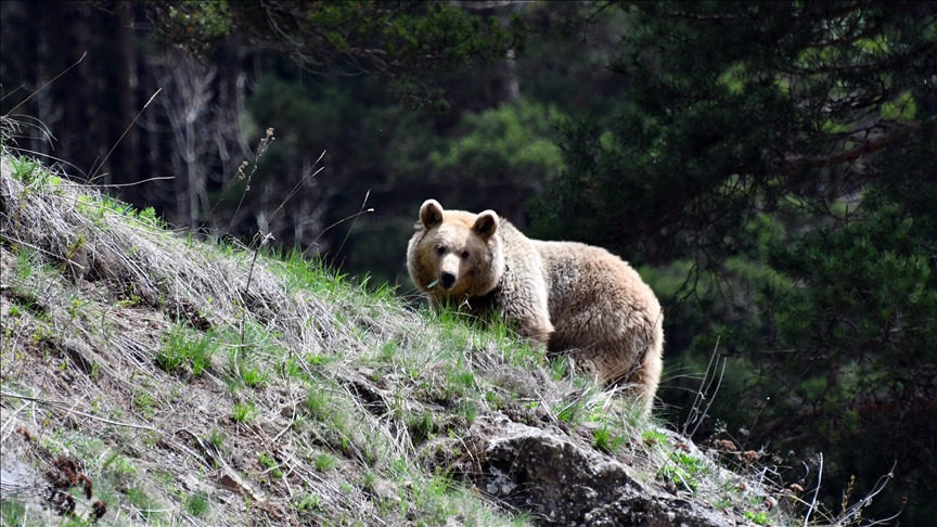 Bear killed after 2-day stay in supermarket in Japan