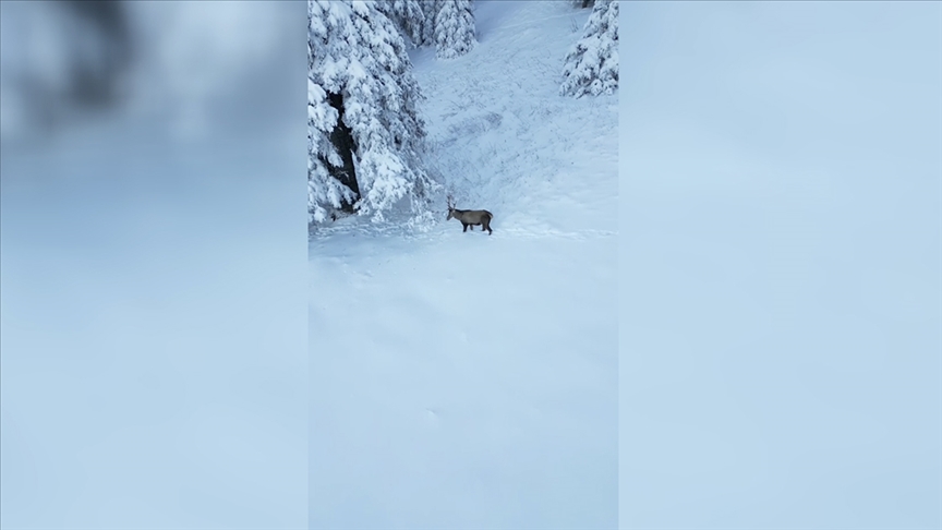 Ilgaz Dağı'nda beslenen kızılgeyik dronla görüntülendi