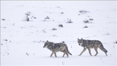 World Wildlife Fund warns of dire consequences after Bern Convention weakens wolf protection