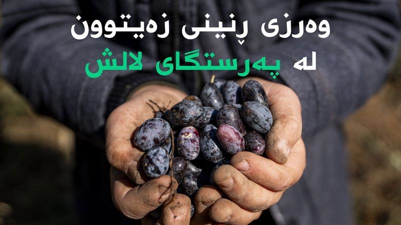 وەرزی ڕنینی زەیتوون لە پەرستگای لالش