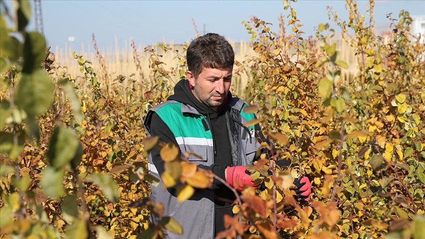 Van'da yerli tohumdan elde edilen 2 milyon meyve fidanı toprakla buluşturuldu