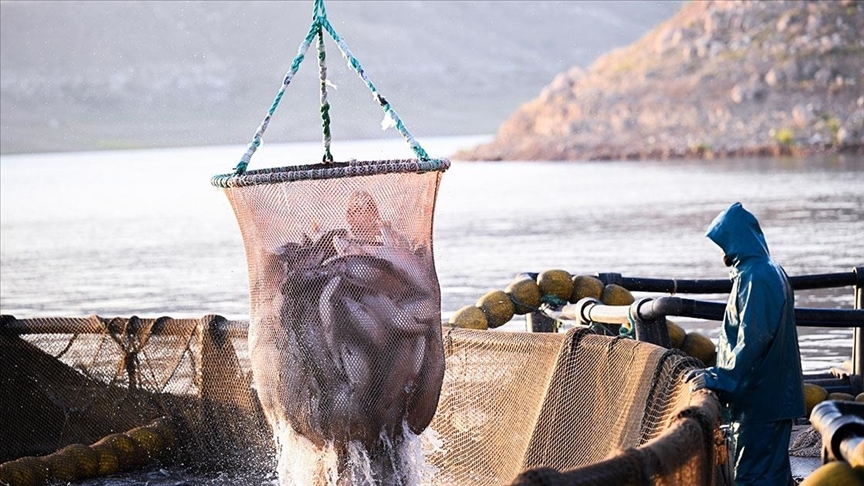 Doğu Karadeniz'in 11 aylık Türk somonu ihracatı 178,5 milyon doları aştı