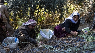 Ezidis begin olive harvest after years of displacement amid terrorist PKK occupation