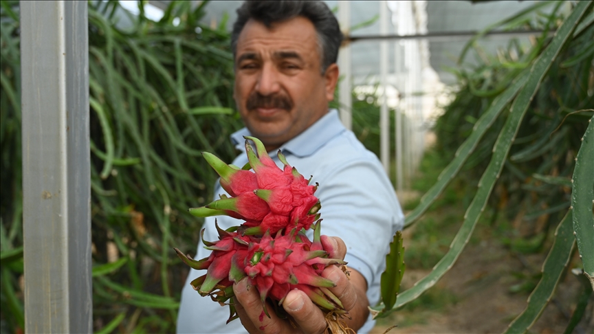 Marangozluğu bırakarak başladığı ejder meyvesi üretiminde ihracat hedefliyor