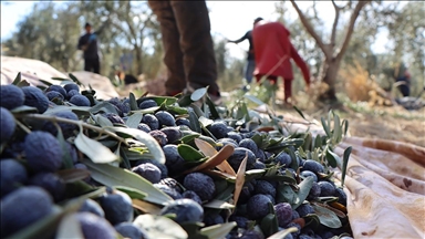 Şanlıurfa'da hibe destekleriyle zeytin ağacı sayısı 19 yılda 15 kat arttı