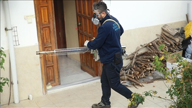 Ordu'da 450 ekip kahverengi kokarcanın bertarafı için mesai yapıyor