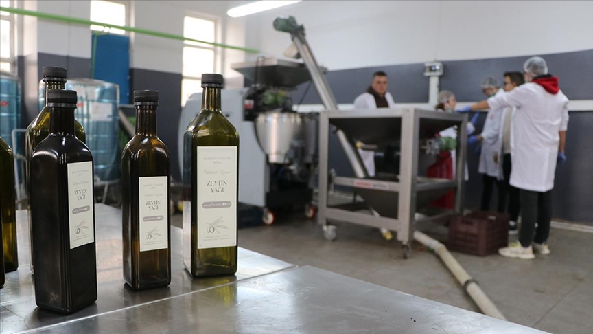 Tekirdağ'da lise öğrencileri okul bahçesinde yetiştirdikleri zeytinlerden zeytinyağı üretiyor