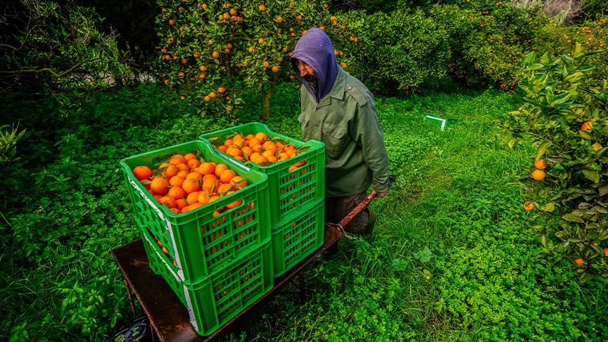 برتقال تونس.. موسم مبشر رغم الجفاف (تقرير)