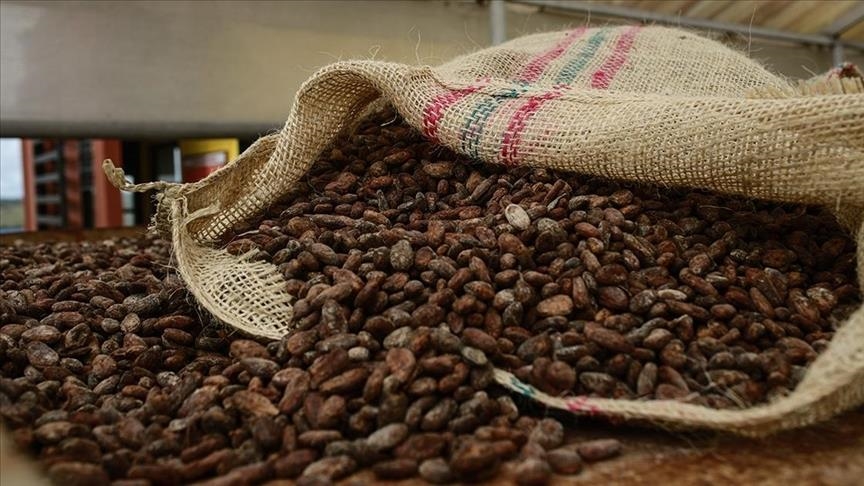 Cocoa hits record price of nearly $13K per ton