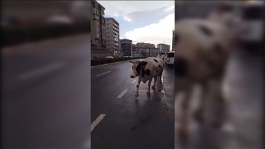 Esenyurt'ta caddede başıboş dolaşan inek, sürücülere zor anlar yaşattı