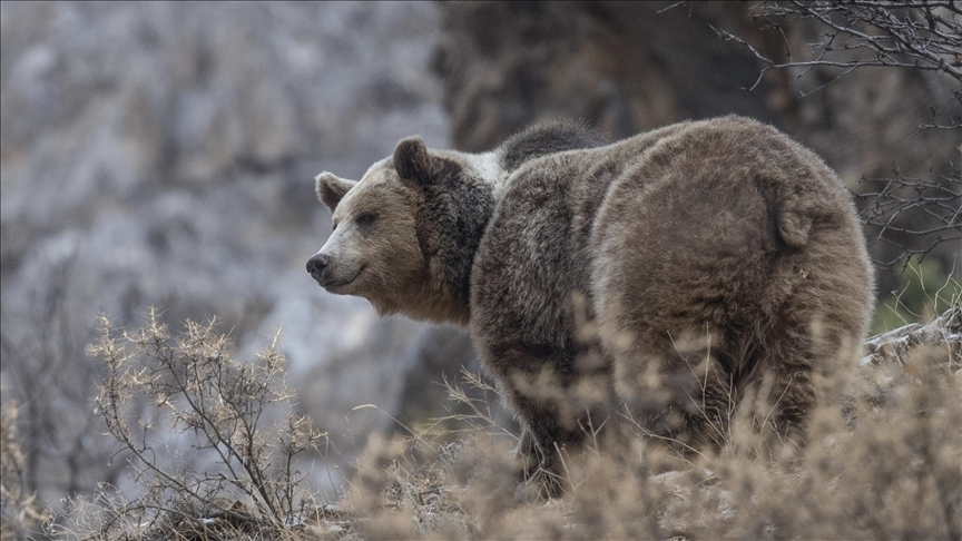 Japan mulling to revise law for emergency animal shootings amid surge in bear attacks