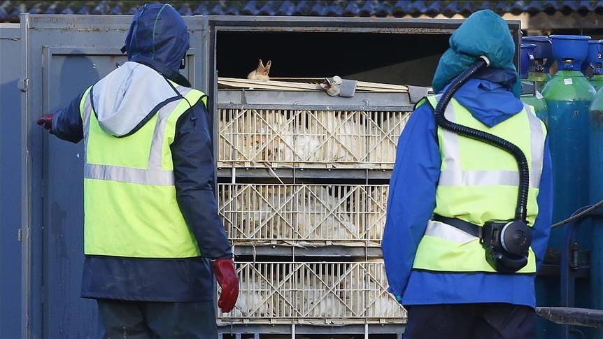 Bird flu cases in South Korea rise to 14