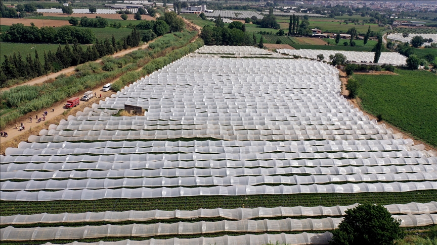 Türkiye's aid agency launches greenhouse at Pakistan's oldest agricultural university