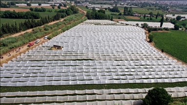 Türkiye's aid agency launches greenhouse at Pakistan's oldest agricultural university