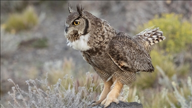 Turkish researcher spots Magellan Horned Owl in Argentina