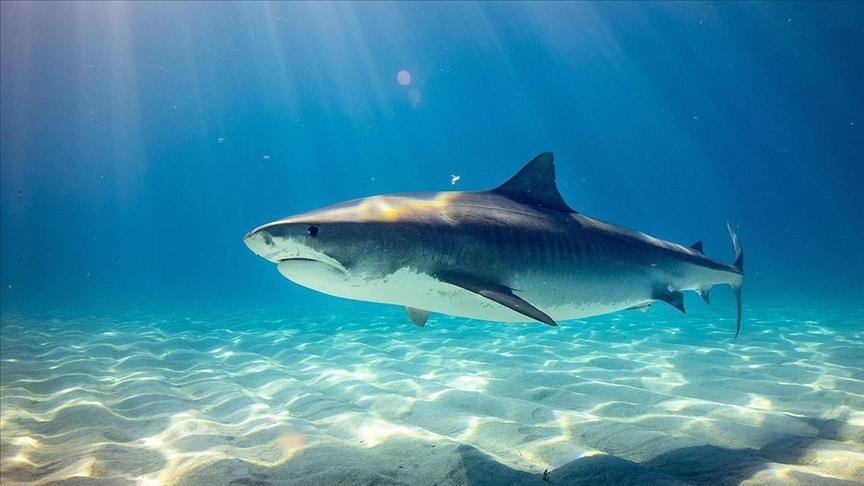 مصر.. مصرع أجنبي وإصابة آخر إثر هجوم سمكة قرش في البحر الأحمر