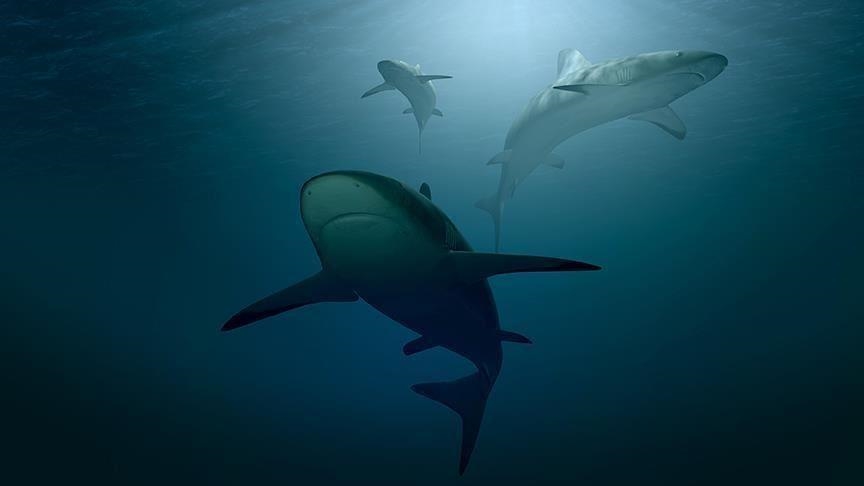 Tourist killed, another injured in shark attack off Egypt’s Red Sea coast