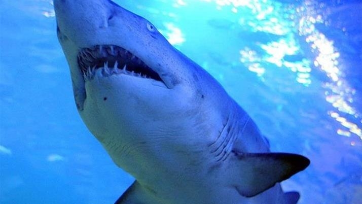 Житель австралийского Квинсленда скончался после нападения акулы