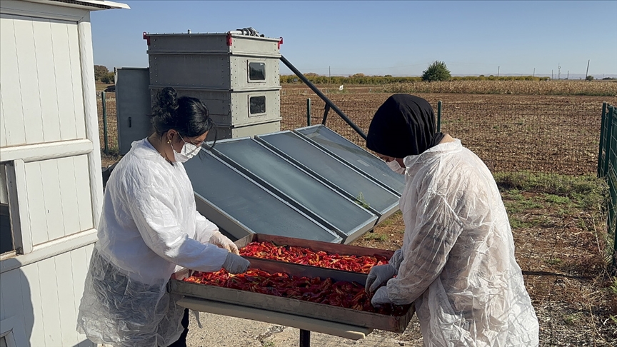 Güneş enerjisiyle çalışan cihaz biberlerin kurutulma sürecini kısalttı