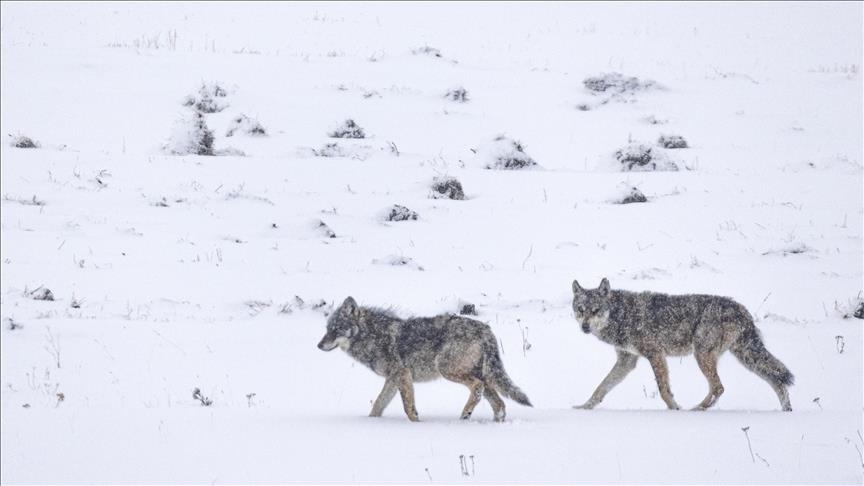 EXPLAINER - Wolves in Europe: Why EU suddenly favors culls over protective measures?