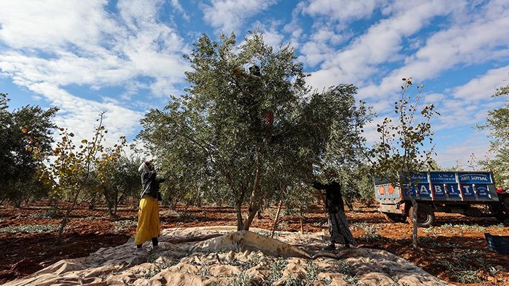 Zeytin ve Antep fıstığı 2024'te üreticisini "sevindirdi", limon ve portakal "üzdü"