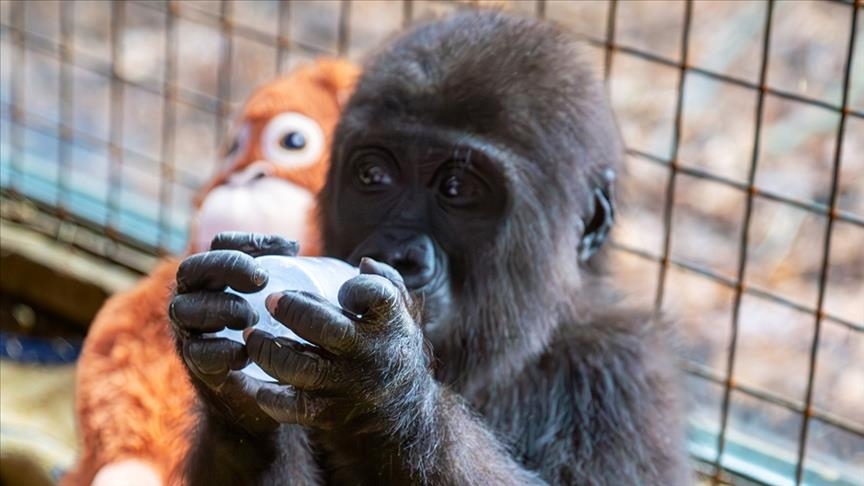 Türkiye asks public to help baby gorilla who landed unexpectedly in Istanbul