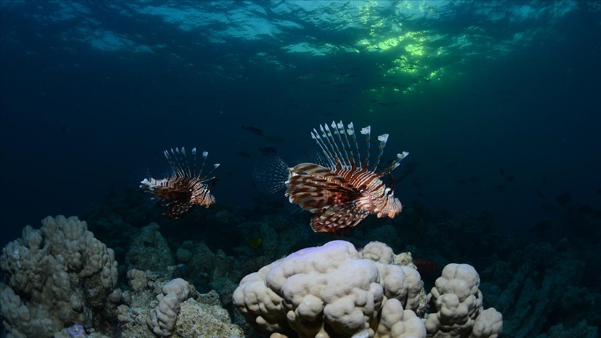 Kızıldeniz'deki renkli su altı dünyası gece görüntülendi