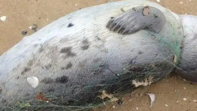 Тюлени в Мангистауской области Казахстана погибли от вирусной нейроинфекции