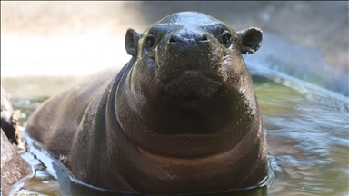 19 hippos die in Zimbabwe over last 3 months