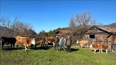 Bolu'da kaybolan büyükbaş hayvanlar dronla bulundu