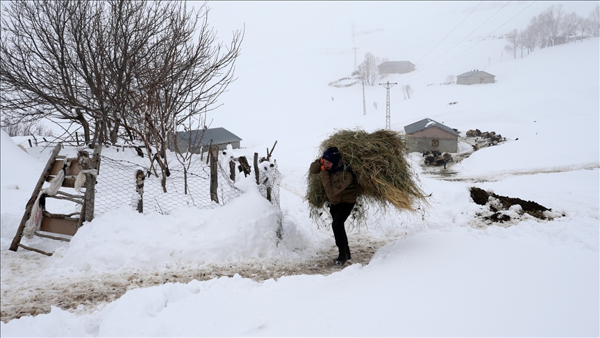 Muş ve Bitlis'te besiciler hayvanları için zorlu kış şartlarıyla mücadele ediyor