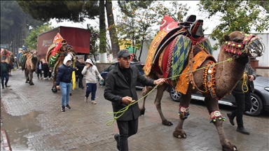 Aydın'da "En Yakışıklı Deve Yarışması" düzenlendi