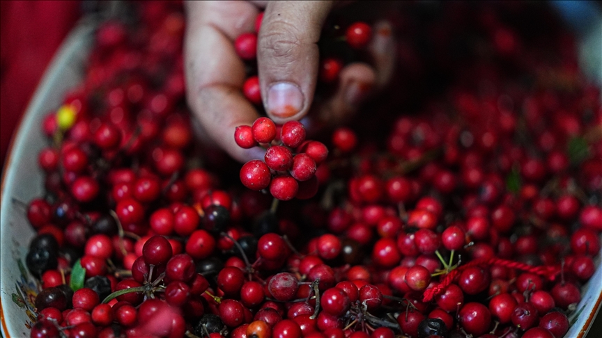 Türkiye’s flower exports hit 1M in 2024