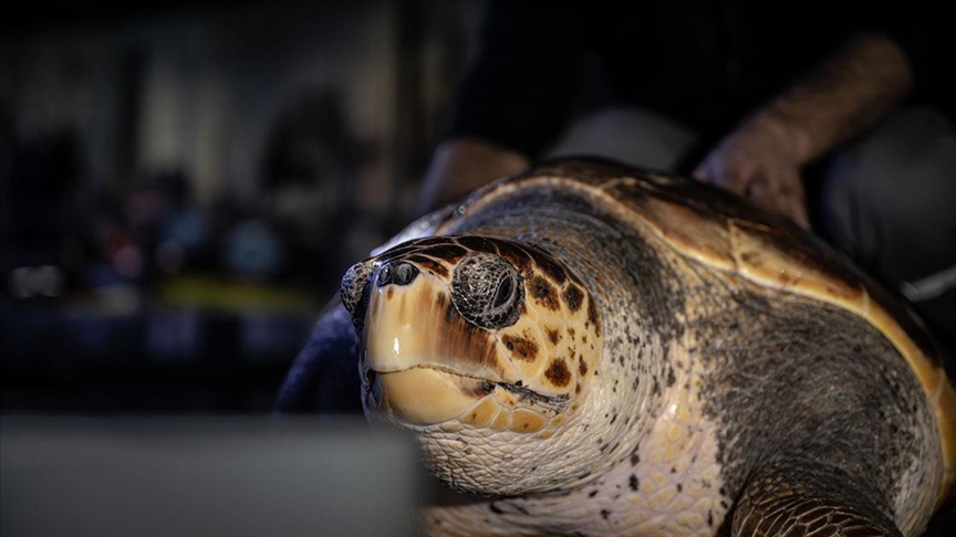 İstanbul'da 4 yıldır tedavi gören caretta caretta mavi sularla buluşacağı günü bekliyor