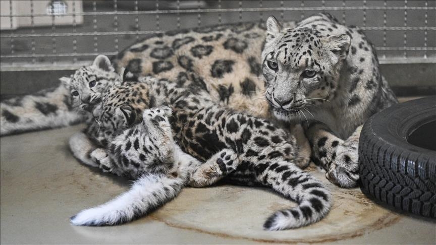 China conducts world's largest snow leopard population survey over 360,000 square kilometers