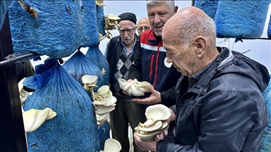 "Üretimin yaşı olmaz" diyen huzurevi sakinleri mantar yetiştirmeye başladı