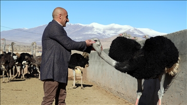 Miteşebisê Bazîdî li çewlika ku li gundê xwe ava kir hêştirmeyan xwedî dike